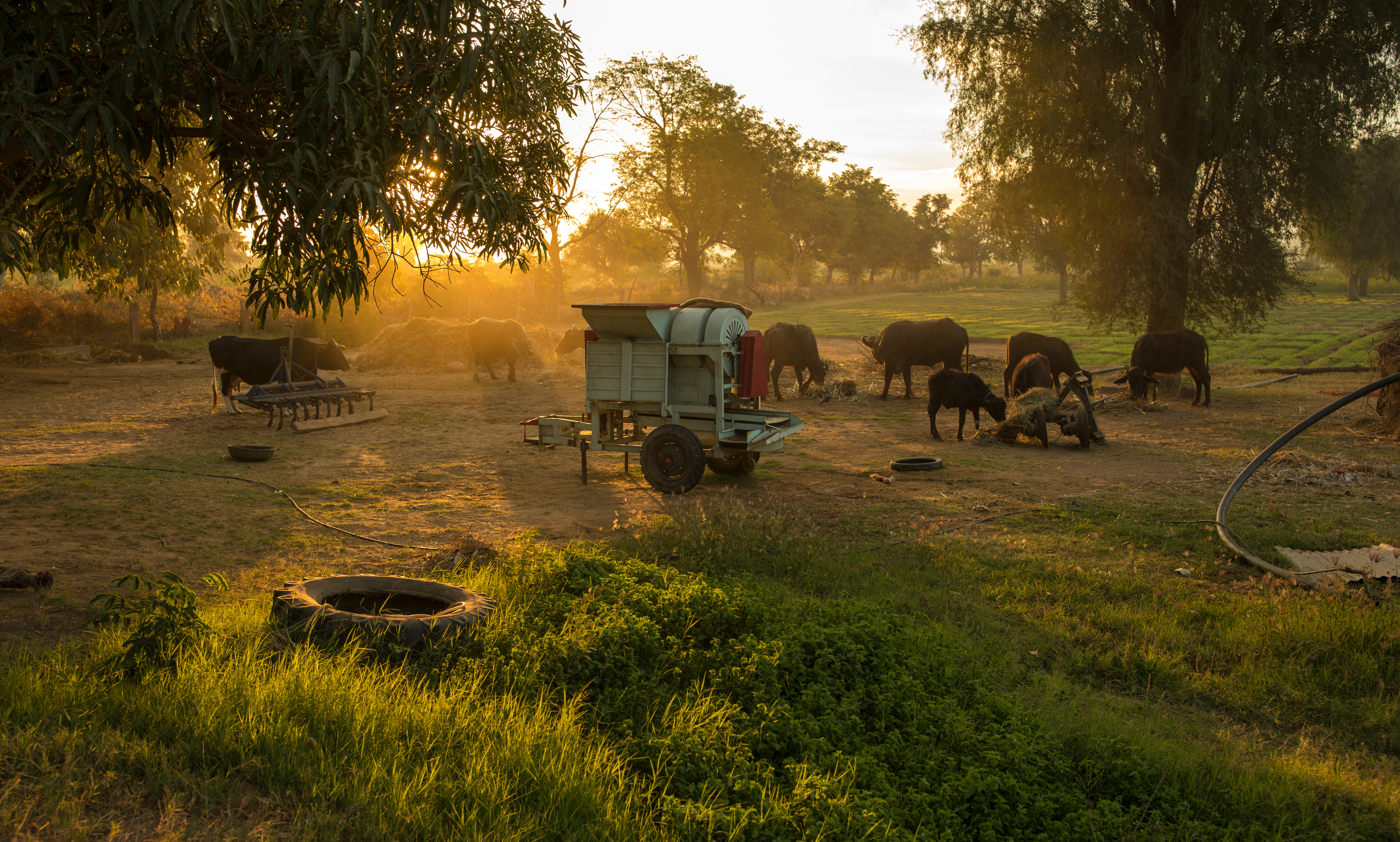 Traditional Indian spices and ingredients